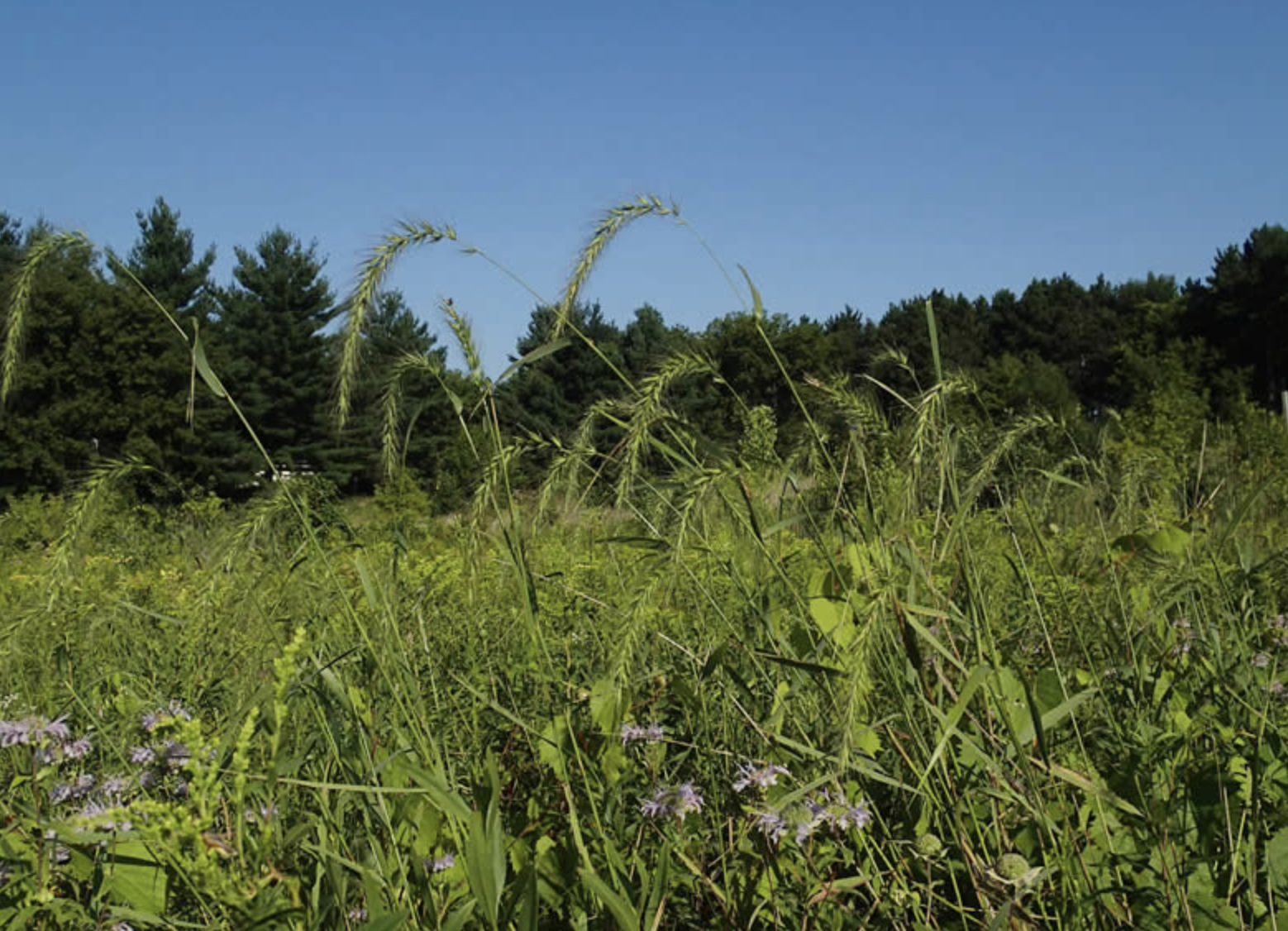  p>加拿大披碱草(学名: i>elymus canadensis /i> l.