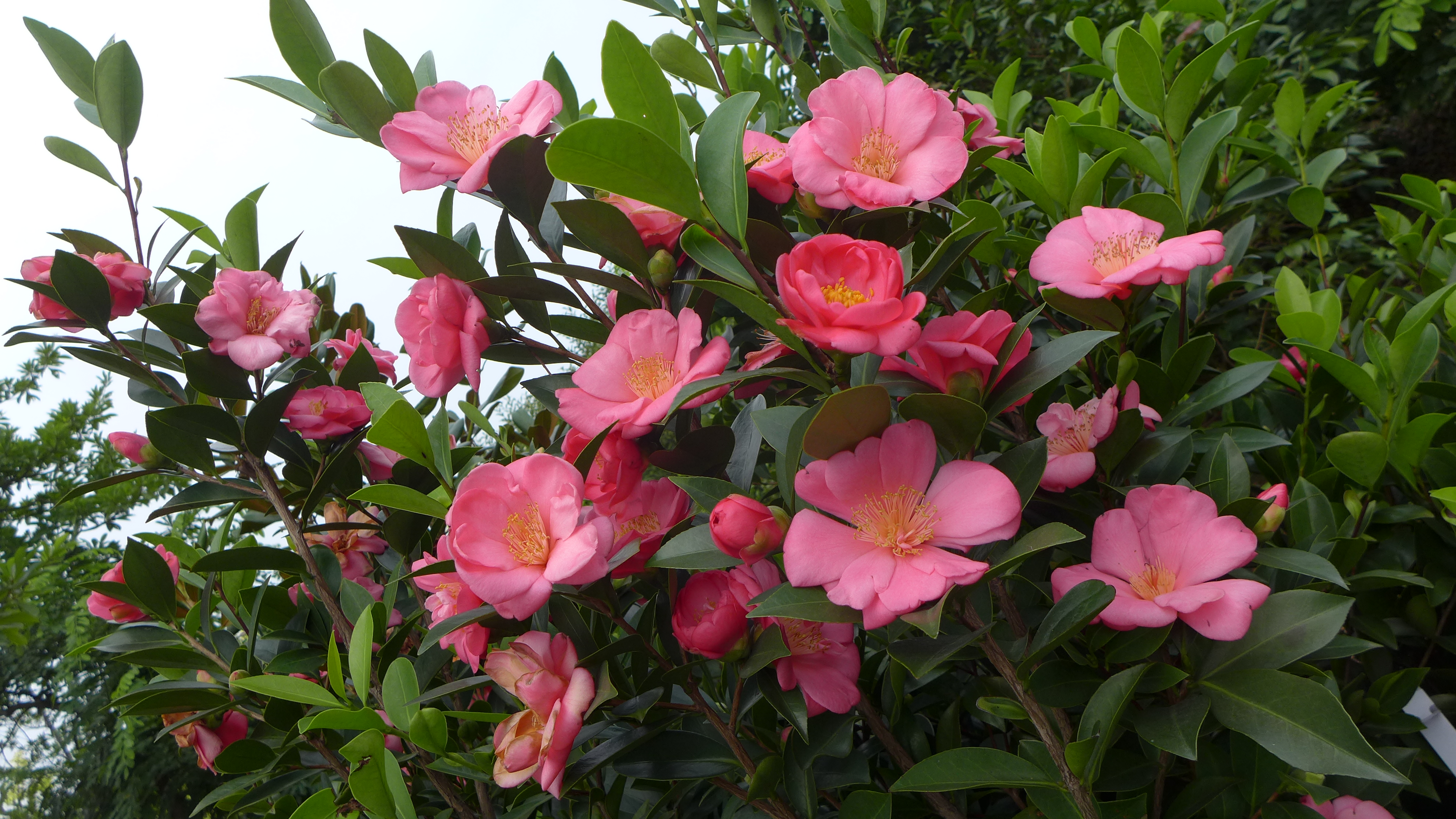 p>夏日粉裙是灌木,植株紧凑,生长旺盛.