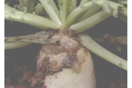  p>萝卜软腐病是由胡萝卜软腐欧文氏菌胡萝卜软腐病亚种引起的,发生在