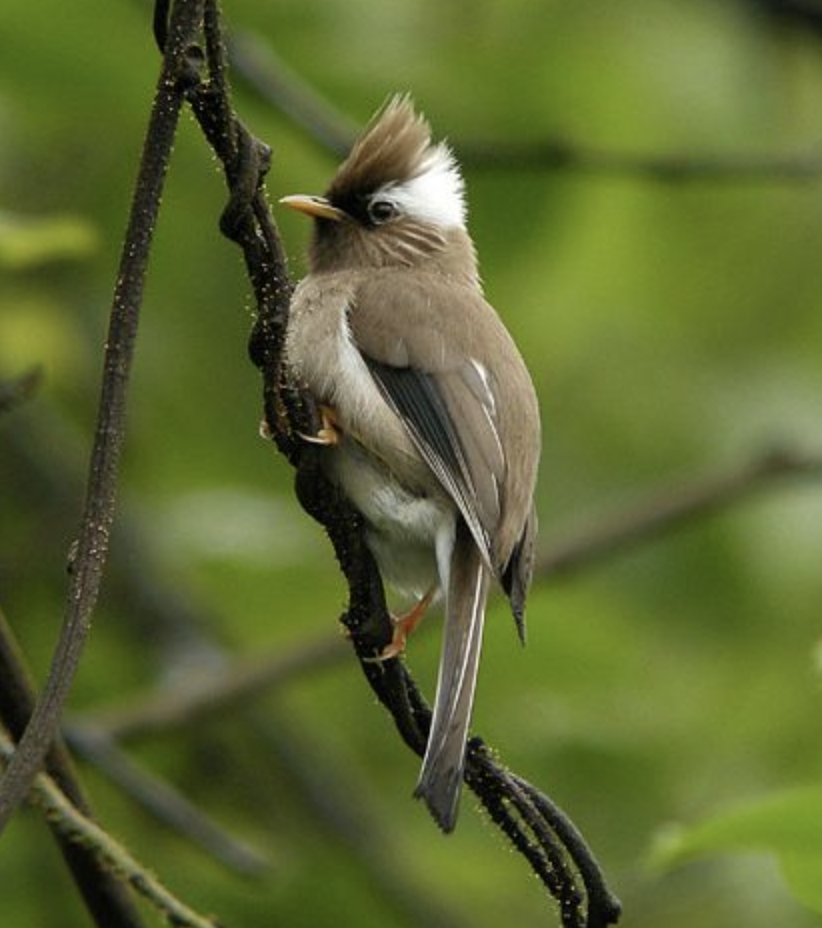  p>白领凤鹛(学名: i>yuhina diademata /i>)是画眉科的一类动物.