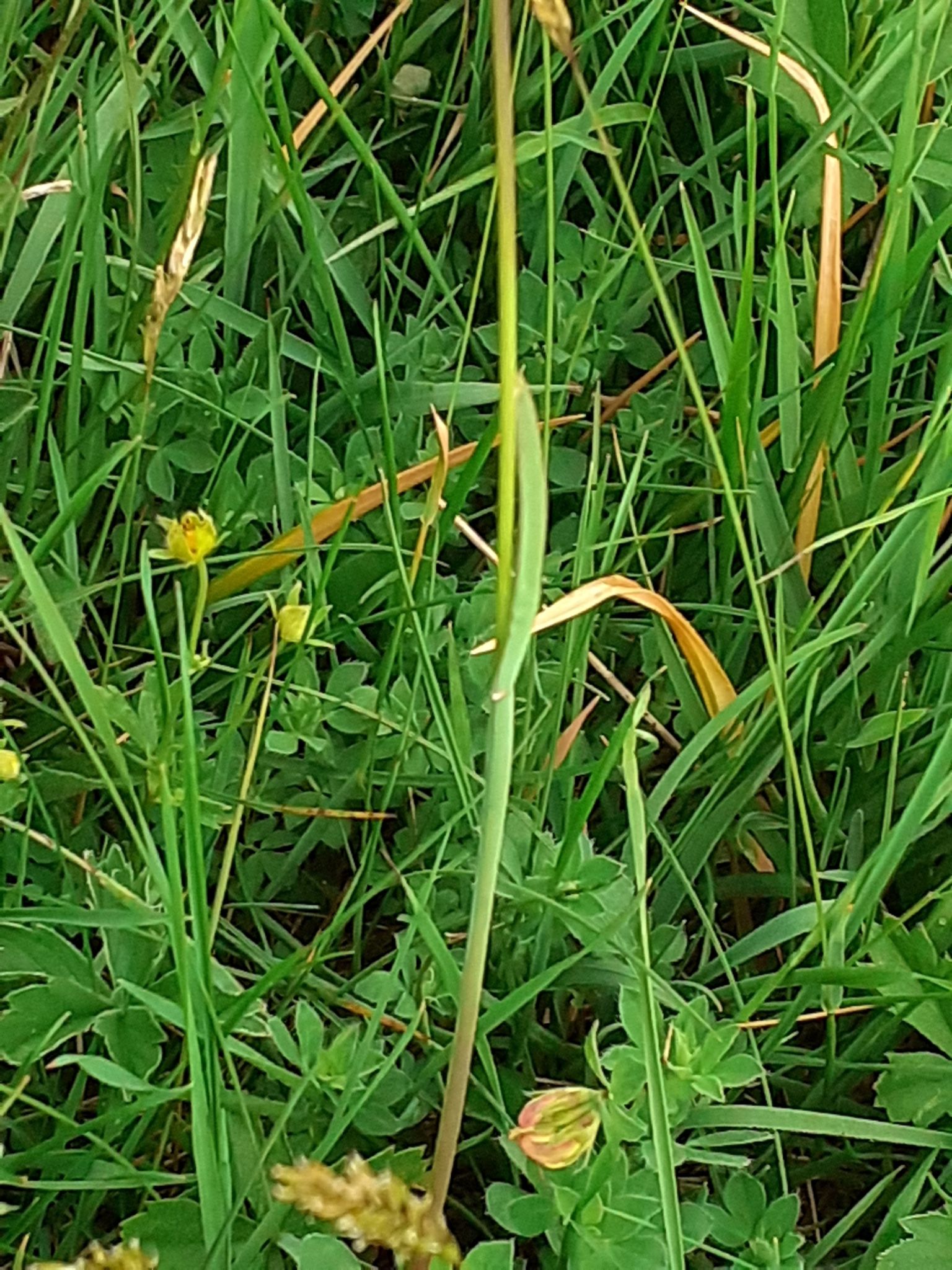  p>高山早熟禾(学名:poa alpina l.