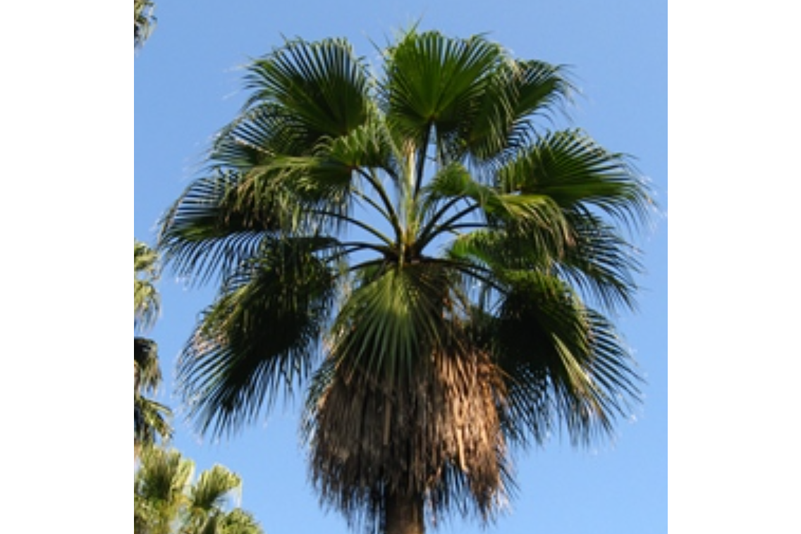 是棕榈科丝葵属乔木状;树干基部膨大,去覆被枯叶,呈淡褐色,具环状