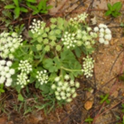  p data-id="tzana4yz7jhg">防葵是双子叶植物药菊科植物防葵的根