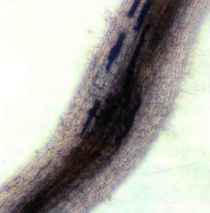 马铃薯病变线虫病
