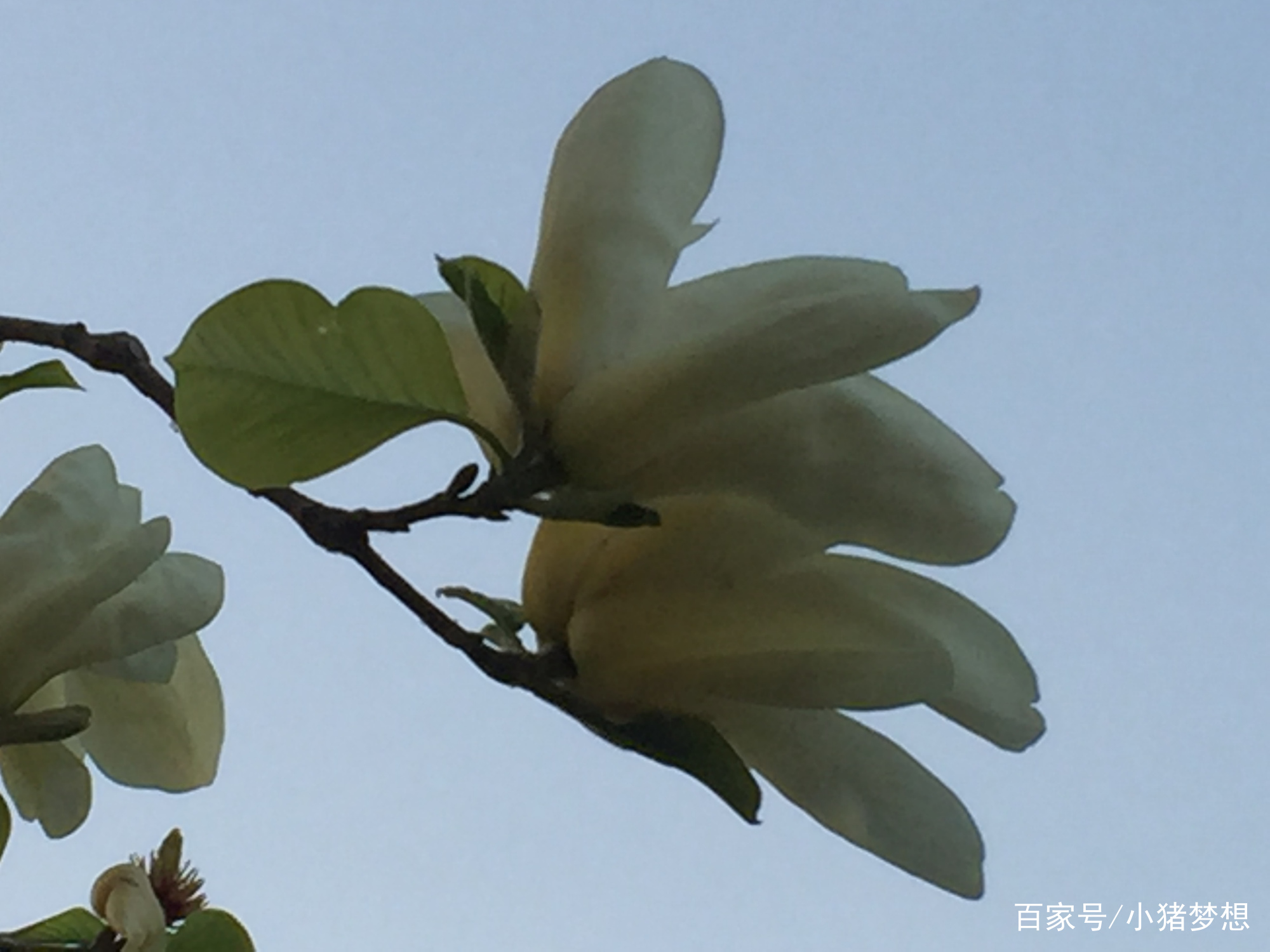 北京：春日看春花——玉兰花_百科TA说