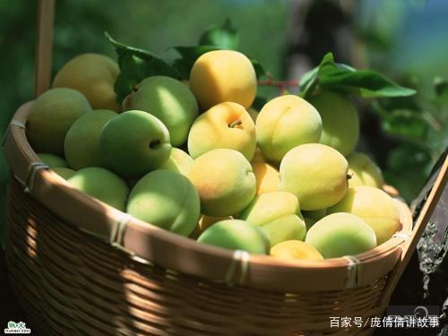 乌梅的植物特征及生态习性_百科TA说