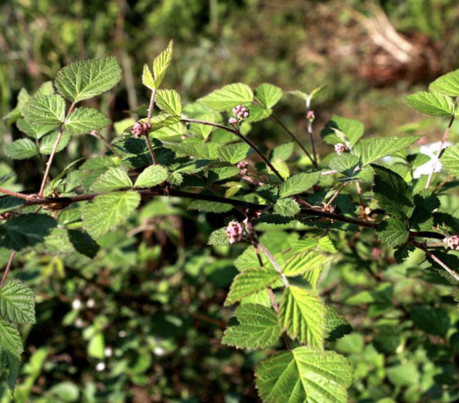  p>喜阴悬钩子(学名: i>rubus mesogaeus /i> focke)是蔷薇科,悬钩子