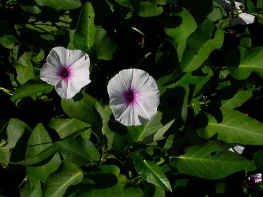 蕹菜（旋花科番薯属一种植物）_百度百科