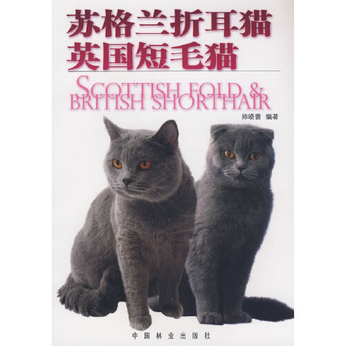 苏格兰折耳猫·英国短毛猫