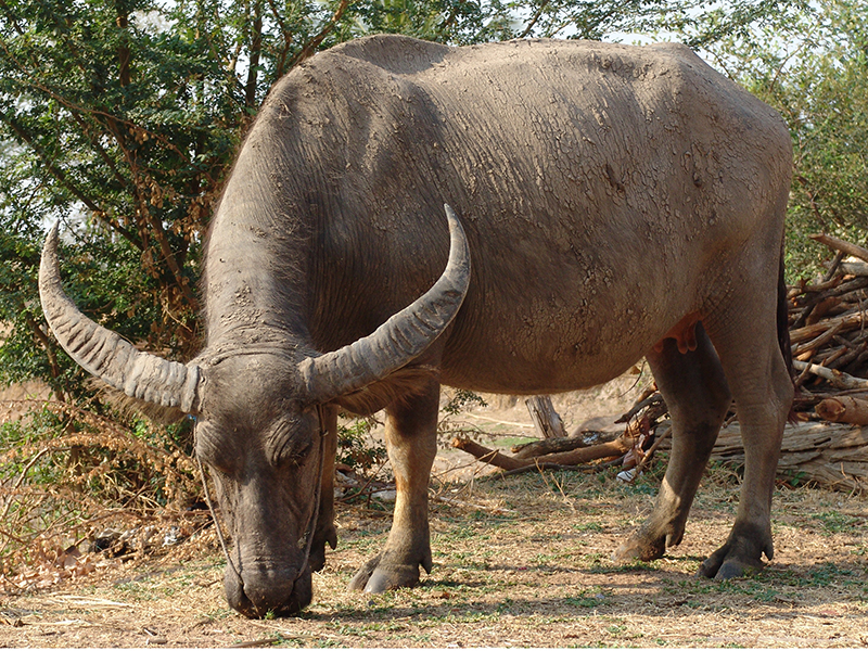 水牛