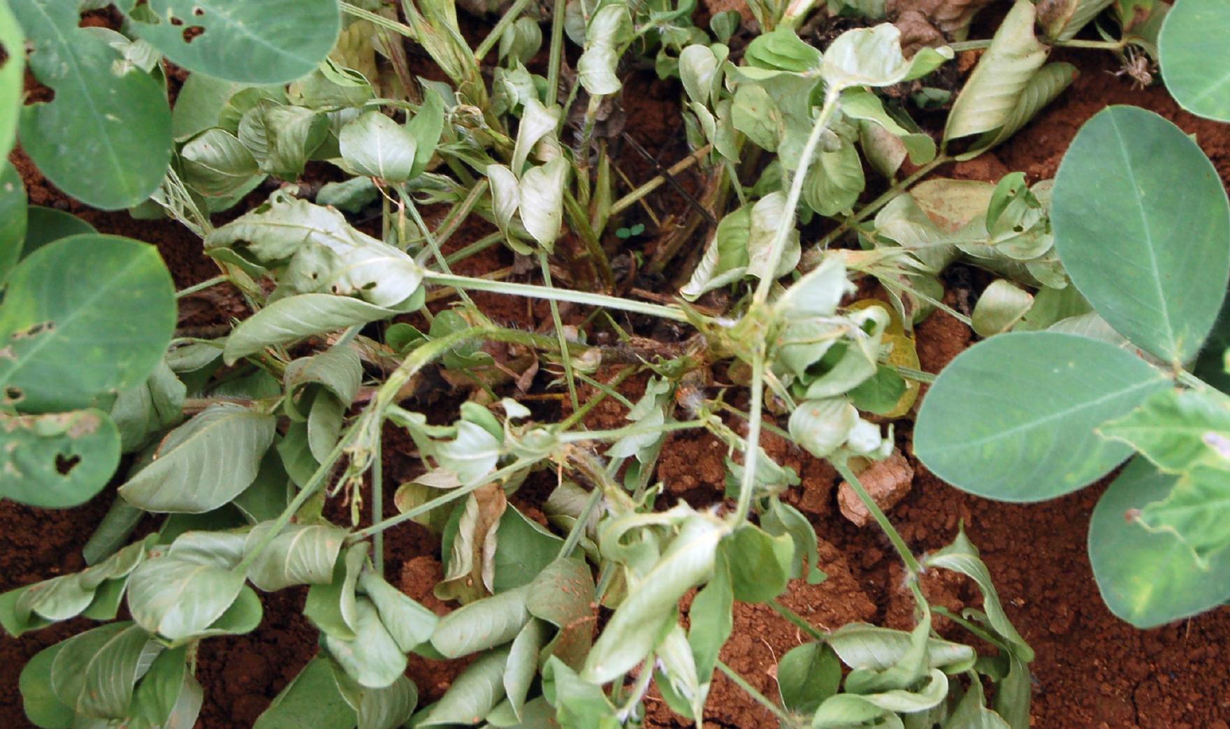  p>花生冠腐病又叫花生黑霉病,曲霉病,黑曲霉病等,是由 a href="#"