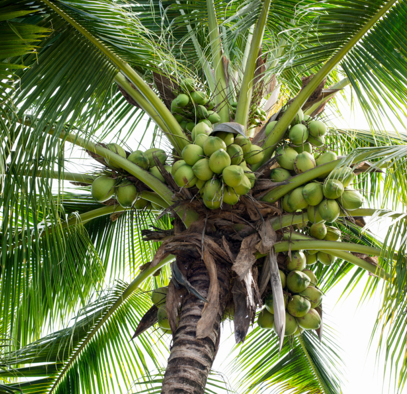 棕榈科椰子属植物,植株高大,乔木状,高15-30米,茎粗壮,有环状叶痕