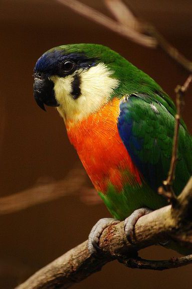 neumanns orange-breasted fig-parrots