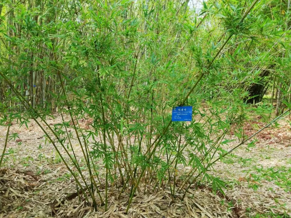 观音竹