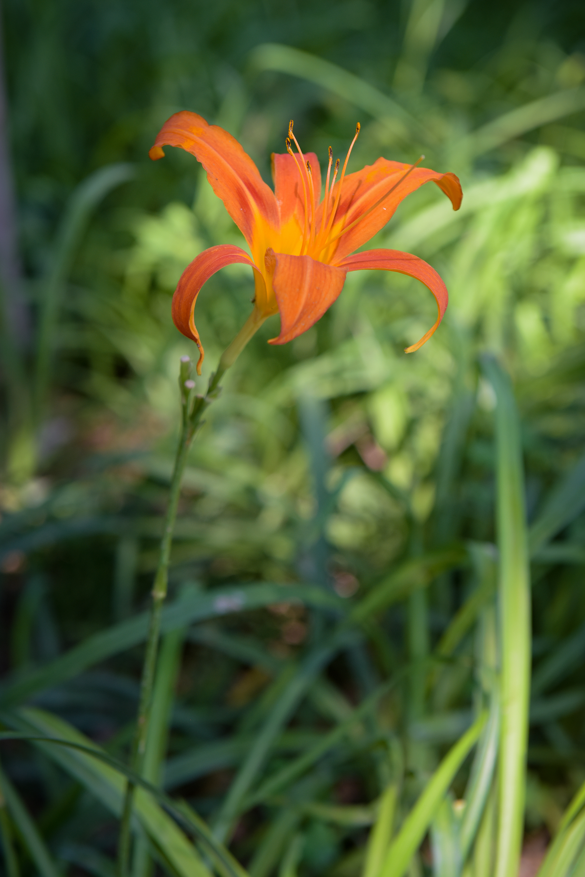 萱草