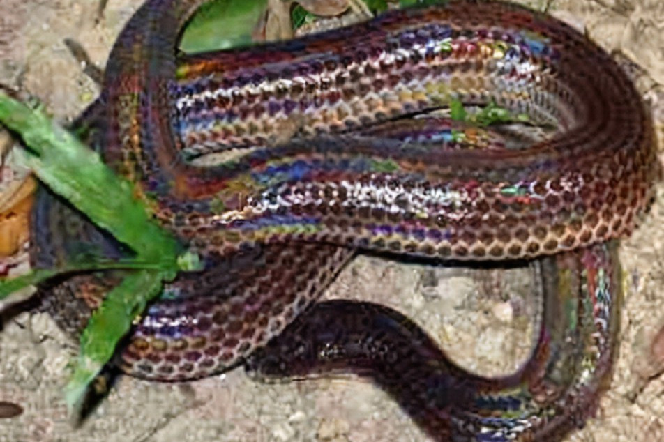 海南闪鳞蛇大陆亚种