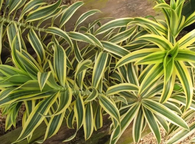 百合竹是百合花的一种吗？_百科TA说