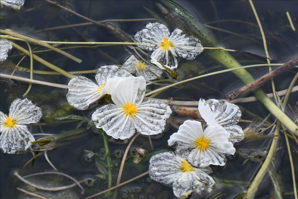 波叶海菜花