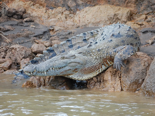  p>美洲鳄(学名: i>crocodylus acutus /i>)是鳄科,鳄属的一种鳄鱼.