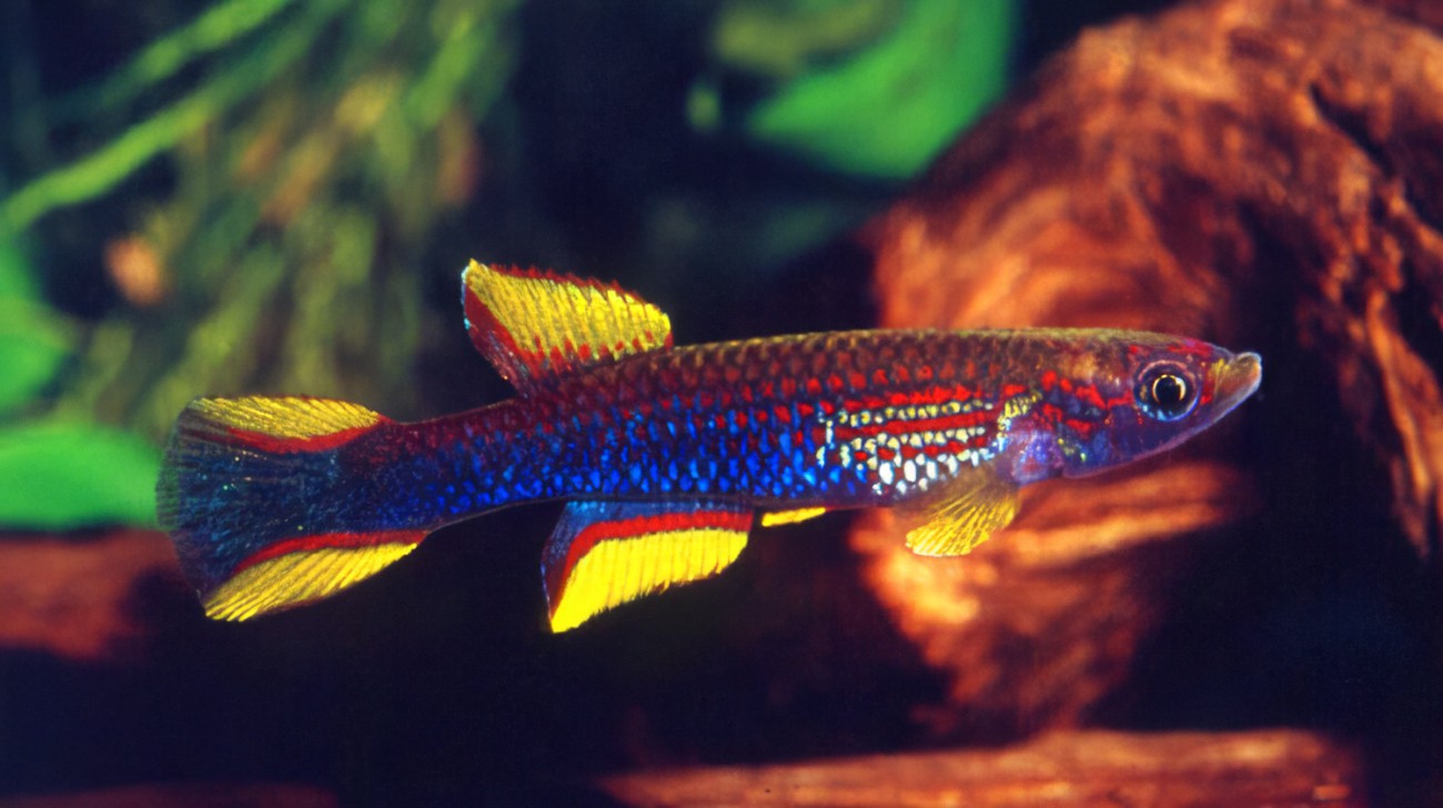  p>形体特征:雄鱼体色艳丽,主要为蓝色调,鳍部为红,黄色.