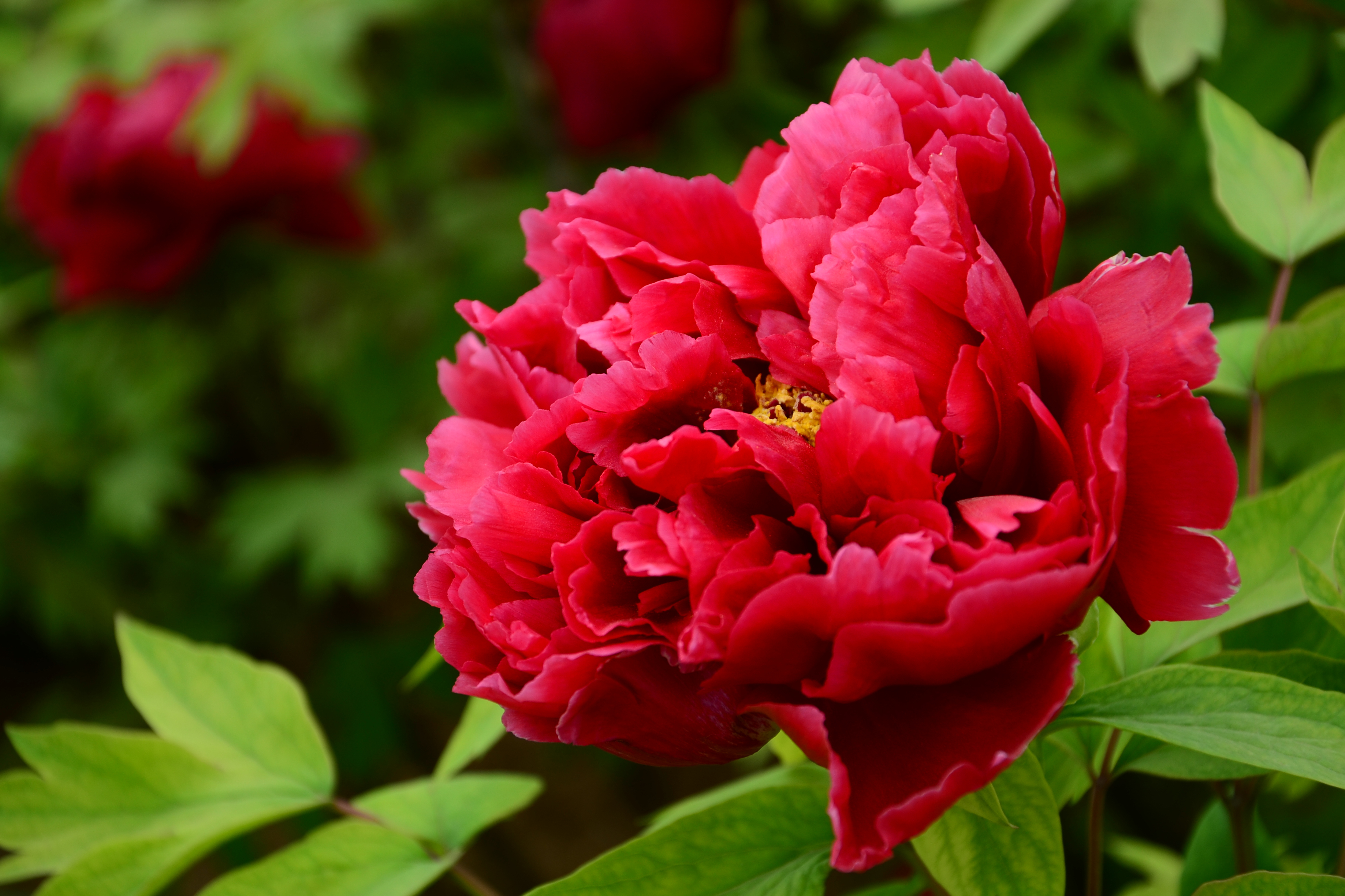  p data-id="tbfltlqzpztl">芳纪,牡丹花品种,菊花型.日本1933年育出.