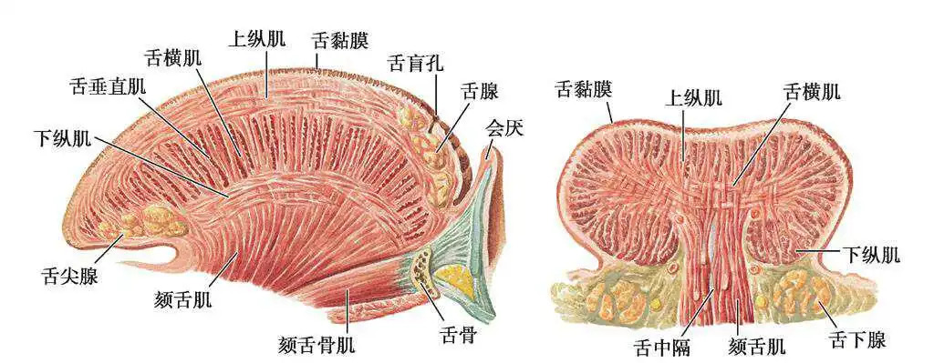 电视剧中绑架堵嘴的布，吐不掉吗？_百科TA说