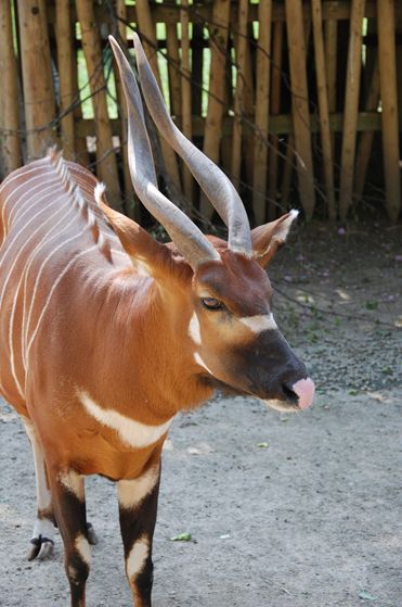 i>)是体型最大的林栖性 a target="_blank" href="/item/羚羊/19414"