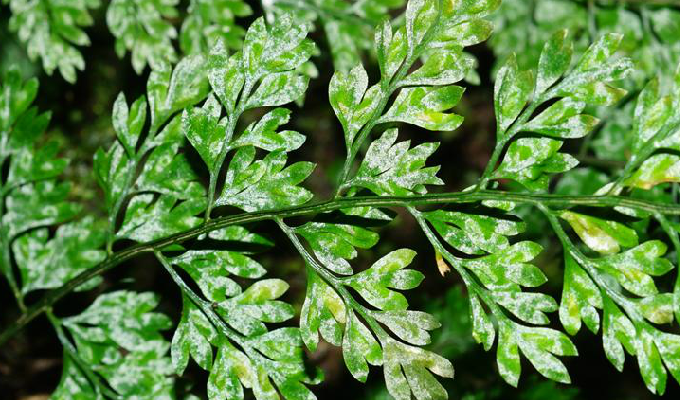 don)为 a target="_blank" href="/item/铁角蕨科"