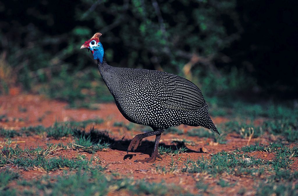 珍珠鸡肉质鲜嫩,高蛋白,低脂肪,氨基酸齐全,口感好