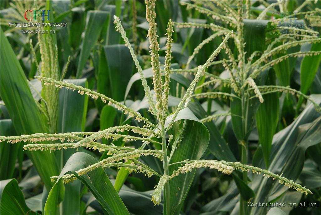 玉蜀黍属, a target="_blank" href="/item/禾本科/2458872" data