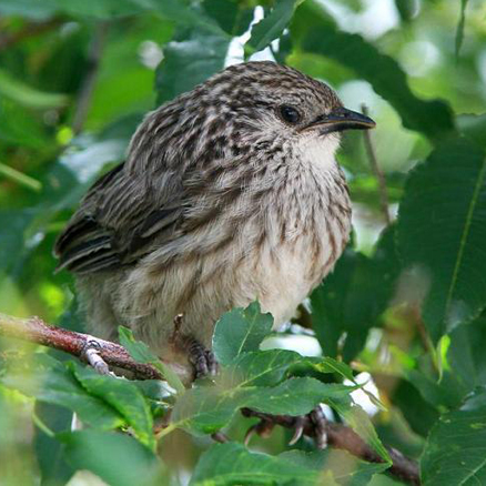  p>大草鹛(学名: i>babax waddelli /i>)中型鸟类,体长31~34厘米.