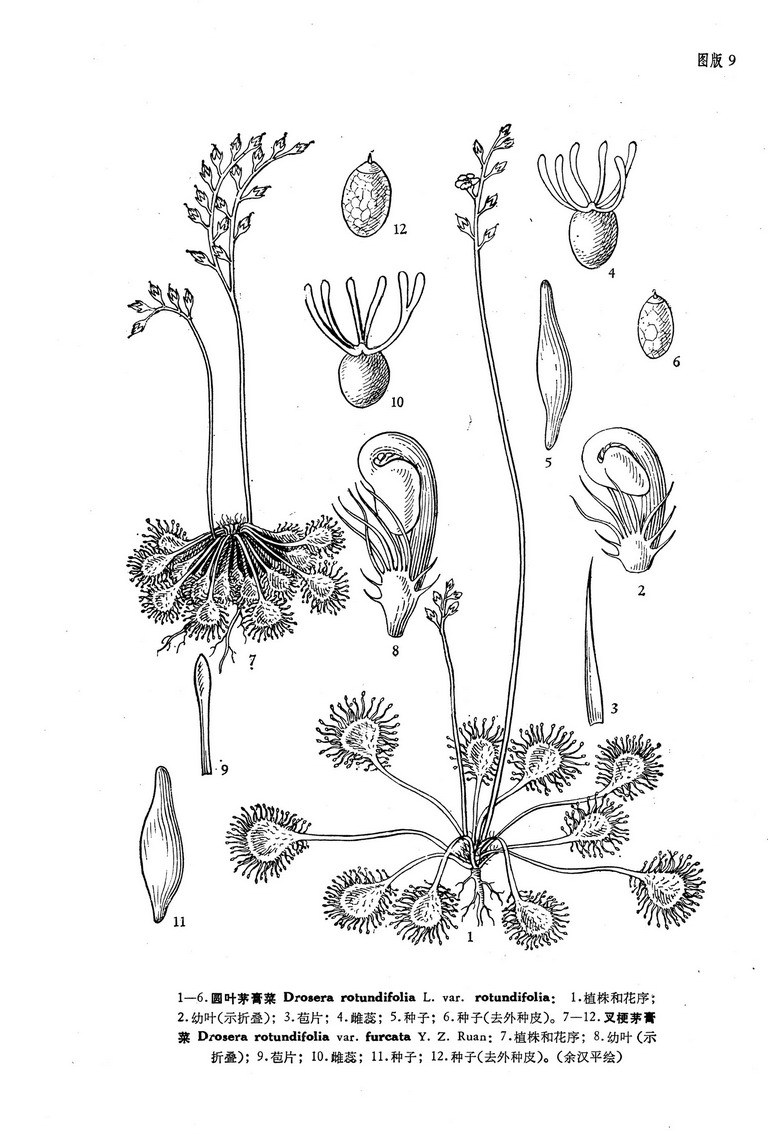  p>叉梗茅膏菜(学名:drosera rotundifolia var.