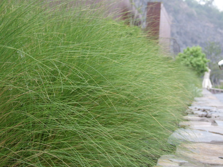 stipa krylovii roshev