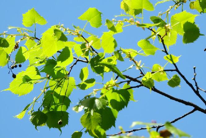 是椴树科,椴树属植物,乔木,高10米,树皮淡灰色,有不规则薄片状脱落