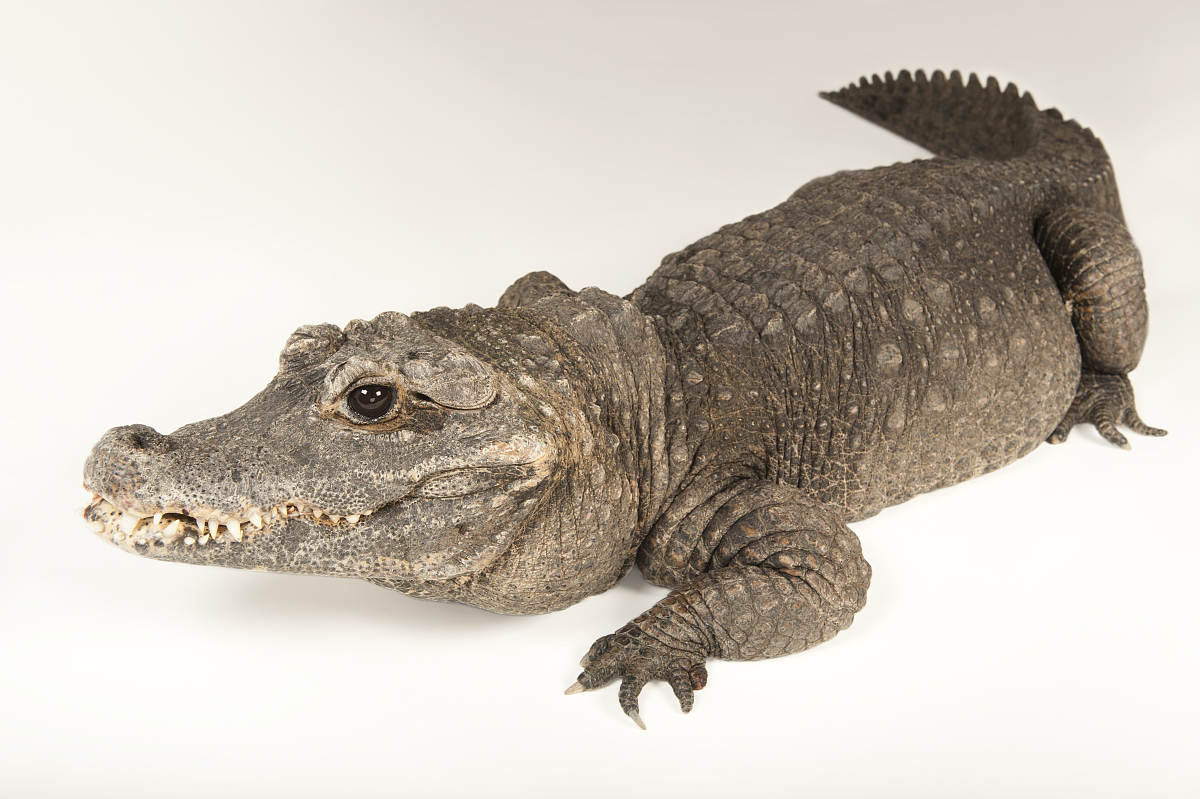 是世界上体型最小的 a href="#" data-lemmaid="328752">鳄鱼 /a>,身