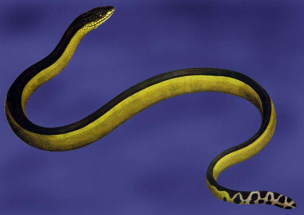  p>长吻海蛇(学名:pelamis platurus),眼镜蛇科长吻海蛇属物种,头狭长