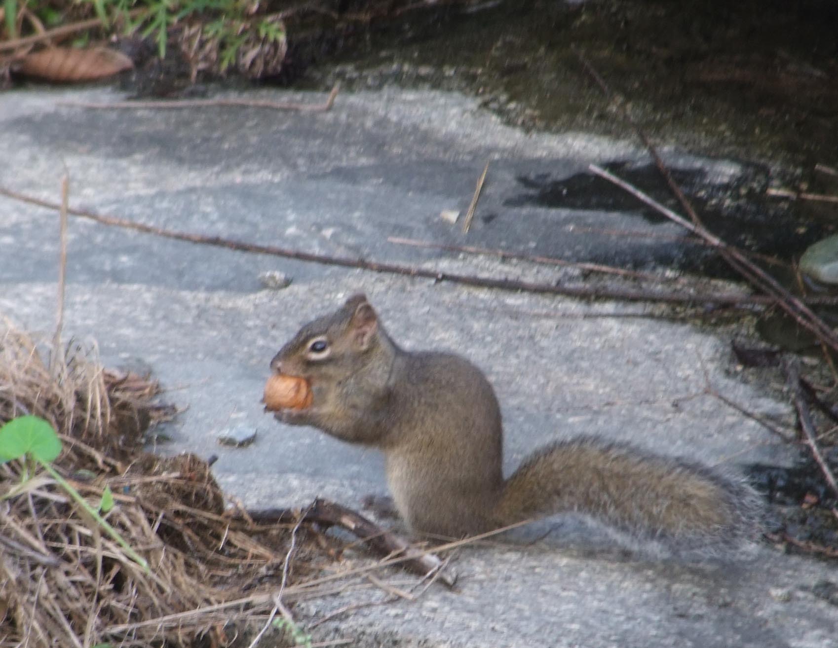 岩松鼠湖北亚种