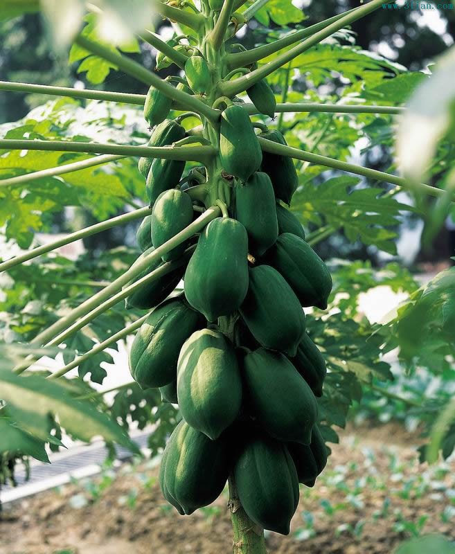 攀枝花晨曦幼儿园