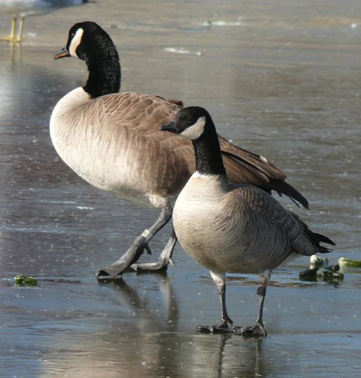  p>加拿大黑雁(学名: i>branta canadensis /i>):为鸭科,黑雁属的 a