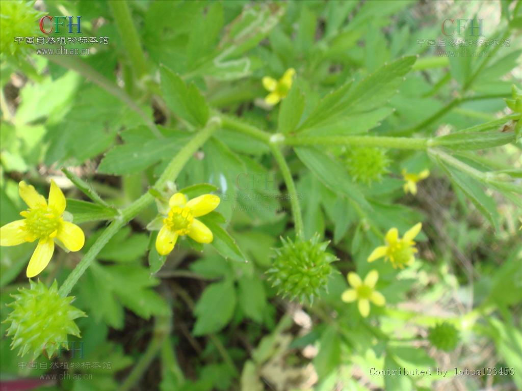 为毛茛科毛莨属的植物.多年生草本.须根伸长簇生.