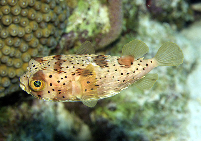  p>刺鲀(diodontidae;porcupinefishes),硬骨鱼纲, 