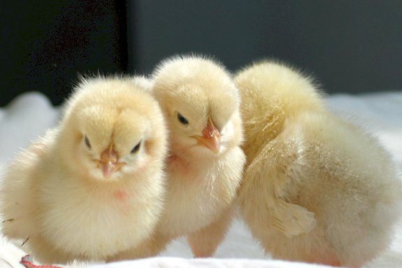 0天-50天为雏鸡.