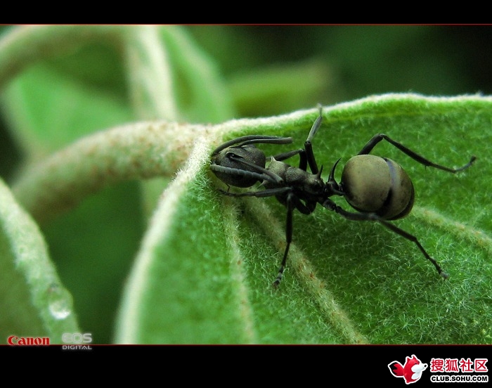  p>大黑木工蚁是一种大型工蚁,体长11~13mm,黑色,具细密网状刻点.