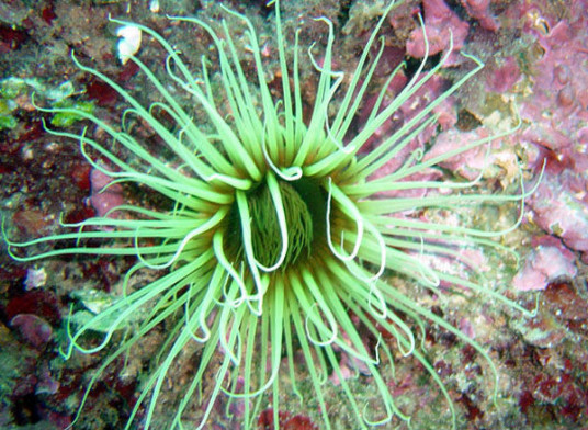 白千手佛珊瑚 百度百科