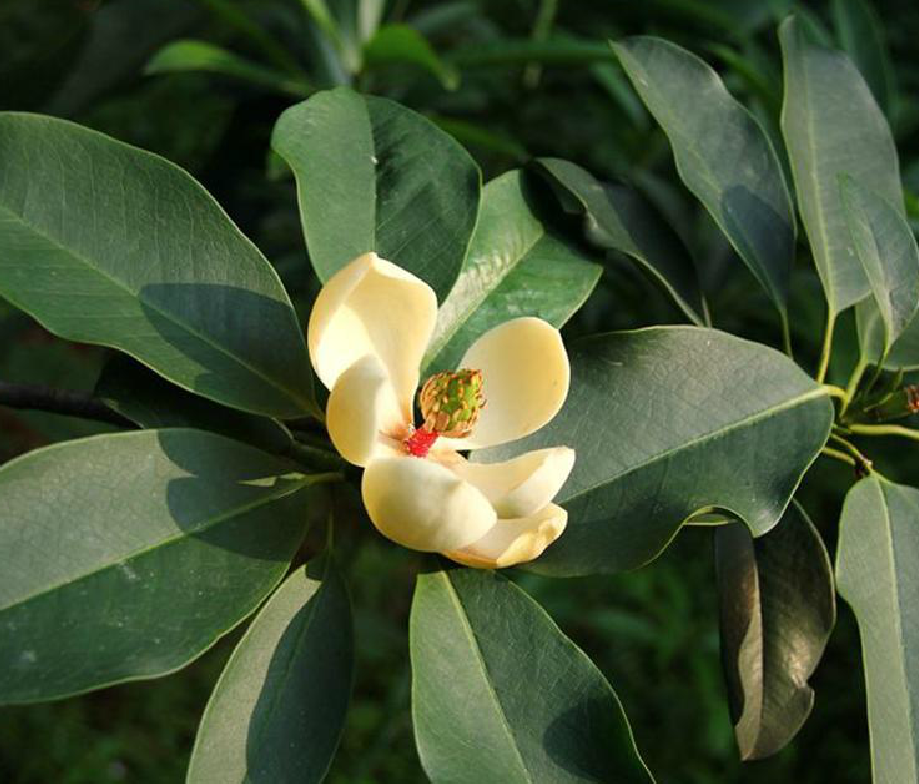 manglietia hainanensis dandy