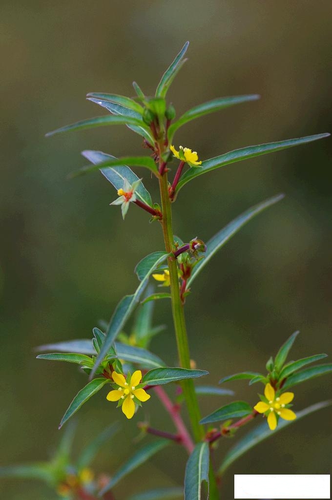 >柳叶菜科 /a> a href="#" data-lemmaid="3456561">丁香蓼属 /a>植物