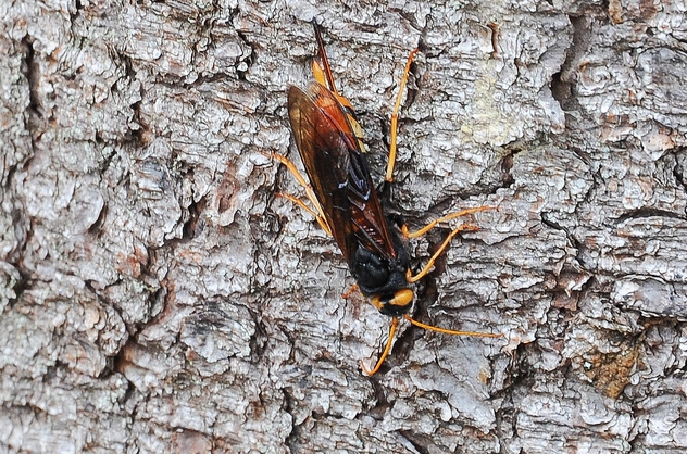  p>泰加大树蜂, i>urocerus gigas taiganus /i>