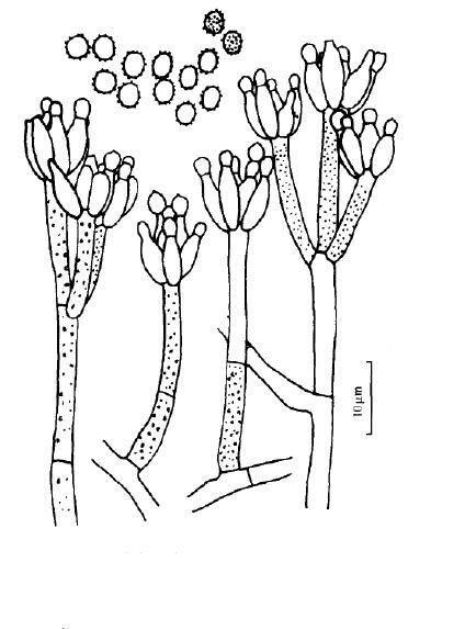  p>变灰青霉,本种仅在 g25n 上的菌丝体呈现灰黄色 ;抱梗茎 和梗基的