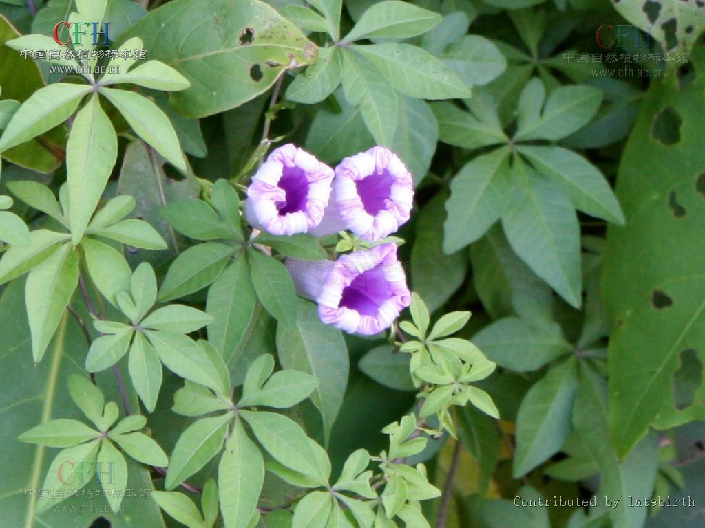 sweet)是管状花目,旋花科,番薯属多年生缠绕 a href="#">草本 /a>