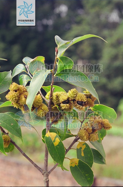  p>红背甜槠(学名:castanopsis eyrei (champ.) tutch.